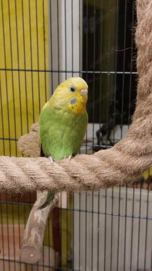 Wellensittichweibchen  Farbwellensittich Bild 2