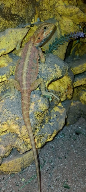 Red Tiger Translucent  100% Tiger