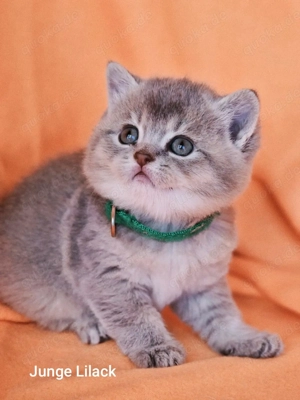 Bkh Kitten mit Stammbaum  Bild 5