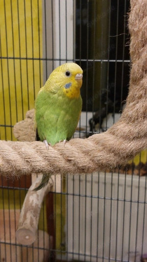 Wellensittichweibchen  Farbwellensittich