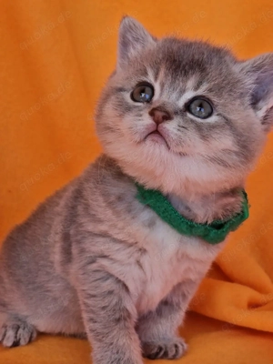 Bkh Kitten mit Stammbaum  Bild 6