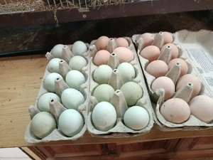 Bruteier von Dongxiang Hühner 