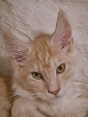    Bezaubernder Kater (geb. 05.09.25) mit Stammbaum sucht sein Glück    Bild 4