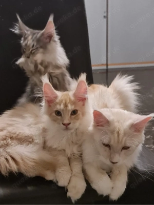    Bezaubernder Kater (geb. 05.09.25) mit Stammbaum sucht sein Glück   