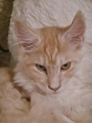    Bezaubernder Kater (geb. 05.09.25) mit Stammbaum sucht sein Glück    Bild 2