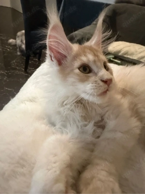    Bezaubernder Kater (geb. 05.09.25) mit Stammbaum sucht sein Glück    Bild 5