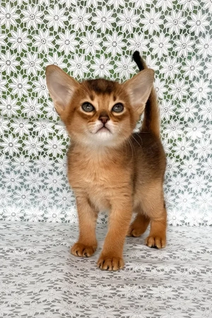 Mein Name ist Whitney, und ich bin ein rötliches Abessinier-Mädchen