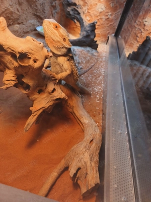  Bartagame fast zwei Jahre alt mit Terrarium in gute Händen Abgeben. 