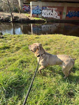 American Billy  Brindle  Bild 7