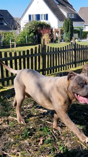 American Billy  Brindle  Bild 6