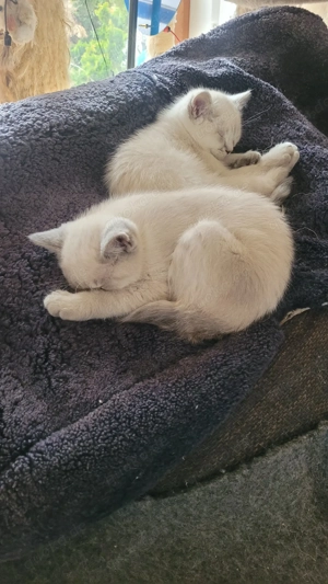 Britsh Kurzhaar weiss Katzennachwuchs