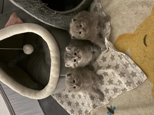       3. zuckersüsse BKH Kitten - lilac & silver blue tabby
