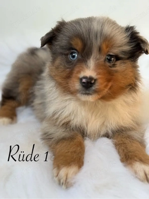 mini Australian Shepherd, Aussie, Australien