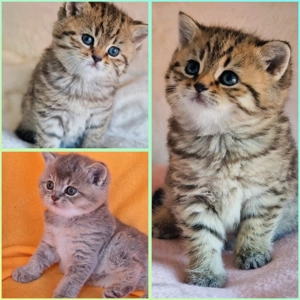 Bkh Kitten mit Stammbaum 