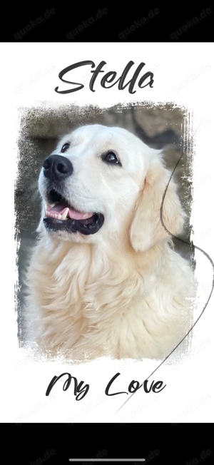 Excellente Golden Retriever Welpen sind geboren  Bild 5