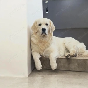 Excellente Golden Retriever Welpen sind geboren  Bild 4