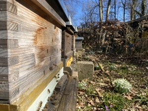 Verkaufe Carnica Bienenvölker auf Zander