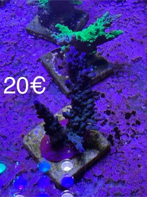 Acropora Dunkelblau 