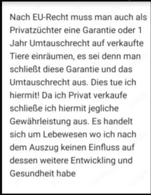 Wellensittichweibchen  Farbwellensittich Bild 3