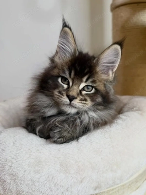 Schöne Maine Coon Babys Kitten mit Papieren zu verkaufen