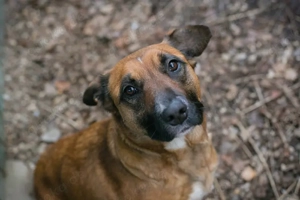 Chip-Nr. 264422 - Die soziale Junghündin sucht ein liebevolles Zuhause