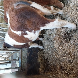 Verkaufe Blau Weißen Belgier Bullen  Bild 5