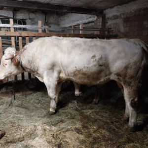 Verkaufe Blau Weißen Belgier Bullen  Bild 2