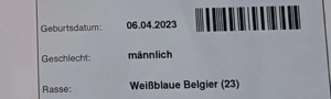 Verkaufe Blau Weißen Belgier Bullen  Bild 3