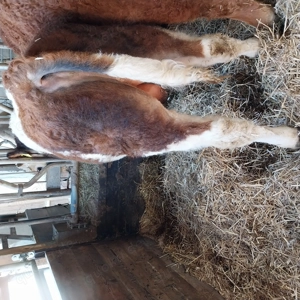 Verkaufe Blau Weißen Belgier Bullen  Bild 4