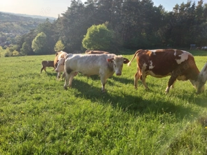 Verkaufe Blau Weißen Belgier Bullen 