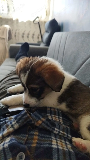 Corgi mix welpe