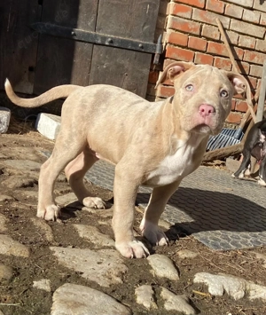 2 wundervolle Rüden suchen ihr Zuhause 