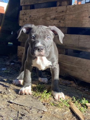 Unser letzter American Bully Welpe