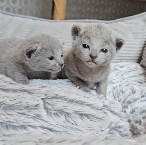 Russisch Blau Kitten 