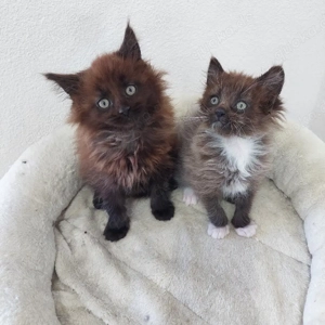 Maine Coon Kitten reinrassig
