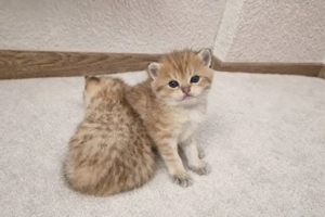 BKH mit Stammbaum und Champions-Abstammung 