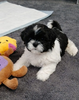 Welpen Shih Tzu.Noch zwei Rüdenwelpen sind frei