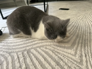 Bkh Katze weiblich zu verkaufen 