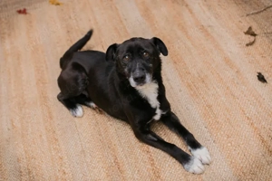 *FIDO* - gemeinsam etwas unternehmen, das ist toll