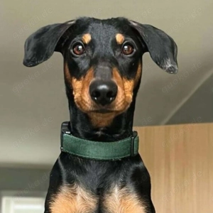 Silas - ist freundlich&offen 