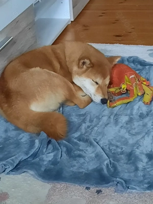 Junge Shiba Inu Hündin mit Herz und Papieren sucht Bestplatz 