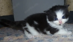 Maine Coon Kitten weiblich