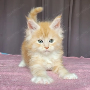 Zwei süße Maine-Coon-Kätzchen