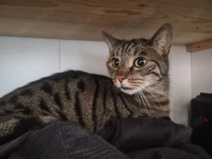 Kater sucht dringend neues Zuhause 