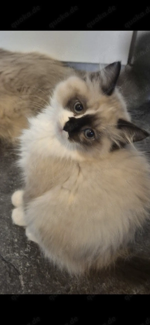 Süßes Siam mix Mädchen 