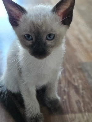 Siam Kitten