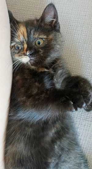   Zuckersüße BKH Kätzchen 