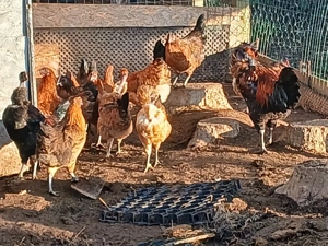 Ga H'Mong,  Dongxiang Lukedanji, Hühner bunt, Nackthals, Eintagsküken, Bruteier  Bild 3