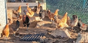 Ga H'Mong Hühner bunt, Nackthals, Eintagsküken 