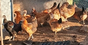 Ga H'Mong,  Dongxiang Lukedanji, Hühner bunt, Nackthals, Eintagsküken, Bruteier  Bild 4